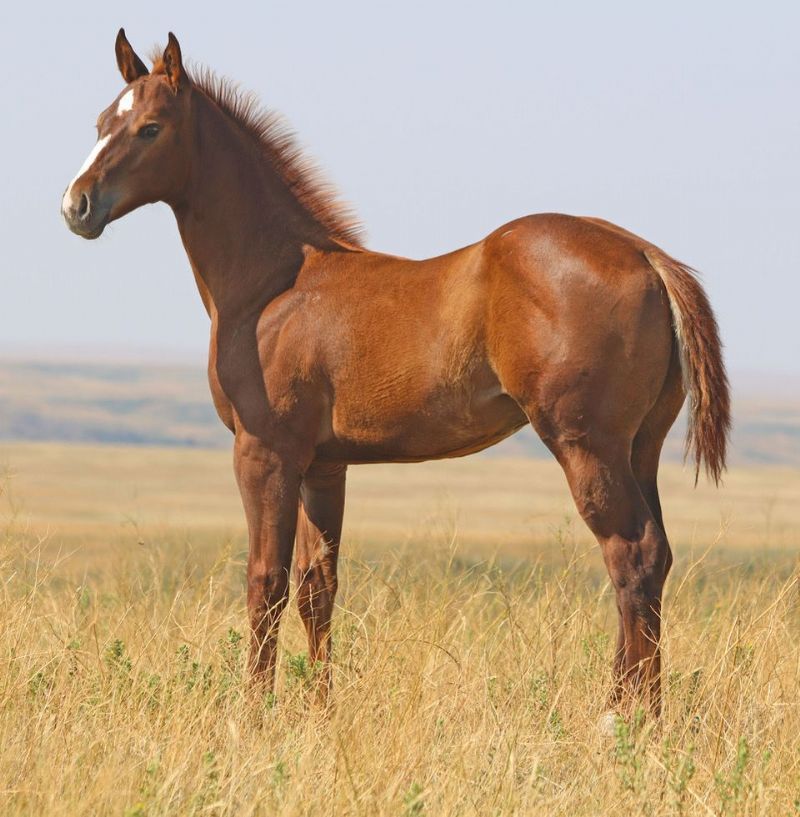 027 - Fire Fox Luna colt